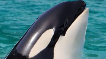 Reprodução//Instagram @miamiseaquarium_