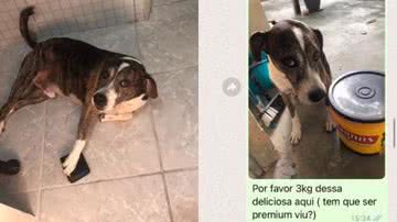 Reprodução// TikTok @apolojosedog