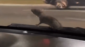 Reprodução//Vídeo