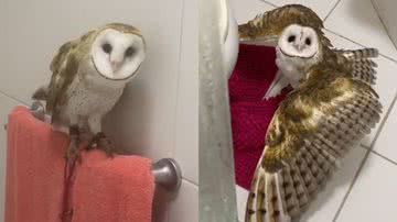 Reprodução/TikTok @khali_corujinha