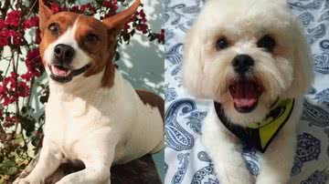 Reprodução/TikTok @thielimereti