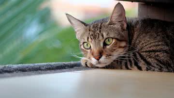 Charles Leslie por Pixabay