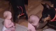 Reprodução/TikTok @dogsdemais