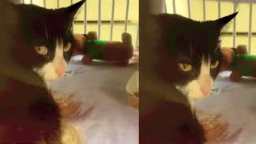 Reprodução / TikTok