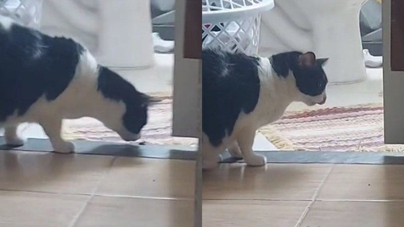 Reprodução/TikTok @kelly.vilelaf