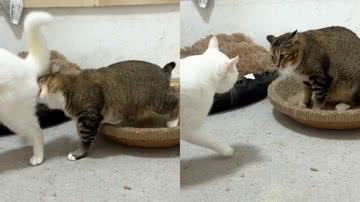 Reprodução/TikTok @pet.vuinhon