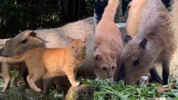 Reprodução / TikTok