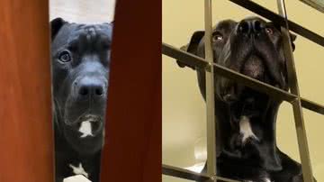 Reprodução/TikTok @willpitbull