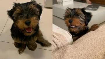 Reprodução/Instagram @yorkssauro