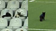 Reprodução/Sportv
