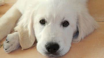 Ilustrativa / Pixabay