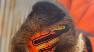 Divulgação/Corpo de Bombeiros