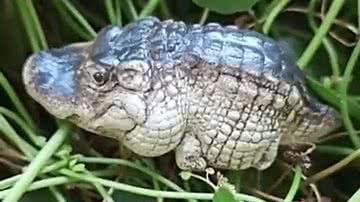 Reprodução/Twitter @siteptbr