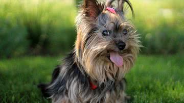 Jan Vašek por Pixabay