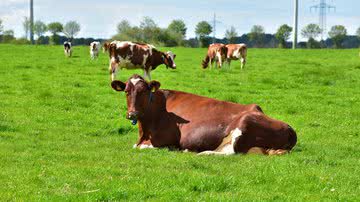 Divulgação / Pixabay