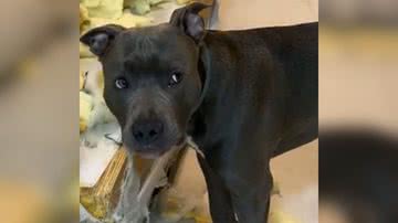 Reprodução/TikTok @brucepitamerican