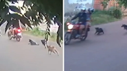Imagem VÍDEO: Mãe e filha são filmadas em moto arrastando cadela presa a corrente