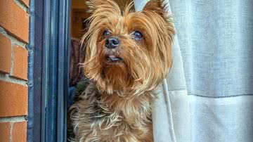 Josep Monter Martinez por Pixabay