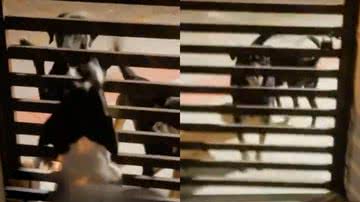 Reprodução/TikTok @melissaorige