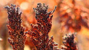 Divulgação / Pixabay