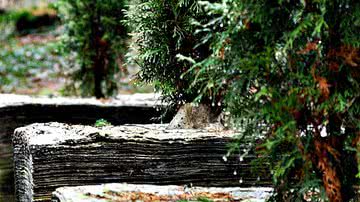 Divulgação / Pixabay