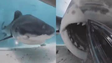 Reprodução/Instagram @zimydakid