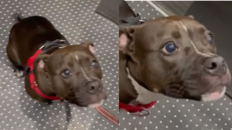 Reprodução / Tik Tok