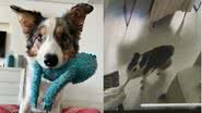 Reprodução / TikTok