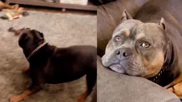 Reprodução / TikTok