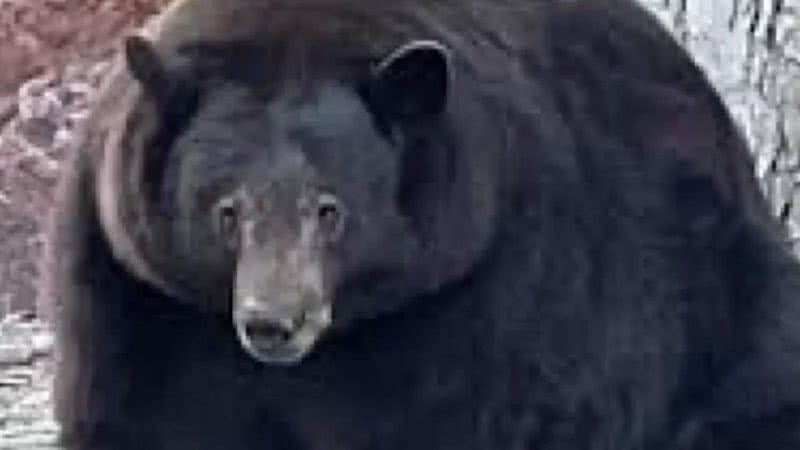 Reprodução / Bear League