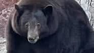 Reprodução / Bear League