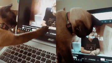 Reprodução/Twitter @dorayevo