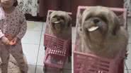 Reprodução / TikTok