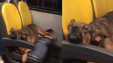 Reprodução / TikTok