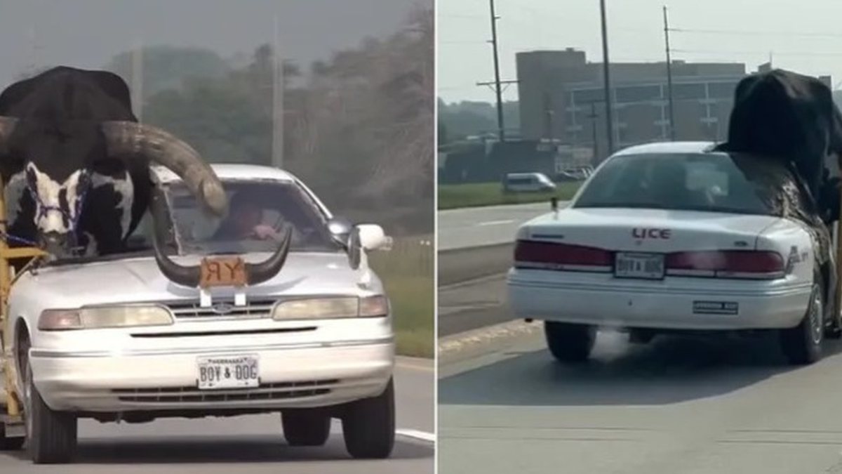 Touro gigante é transportado no banco do passageiro de carro nos EUA