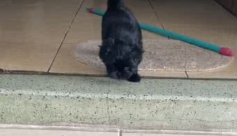 Reprodução// TikTok @inseisparaveis
