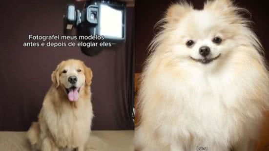 Reprodução / TikTok @viniestudiopet