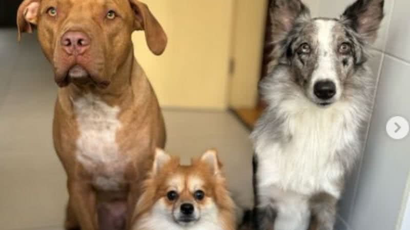 Reprodução/ Instagram  @2dogsemeio