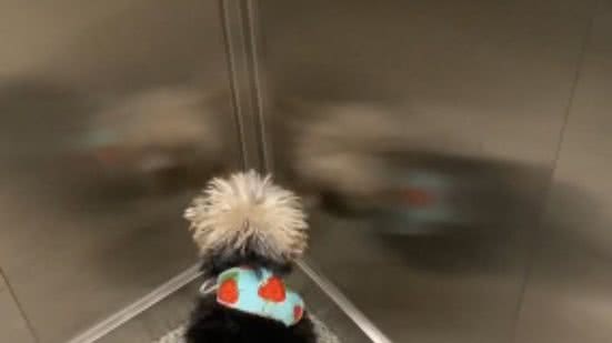 Reprodução// TikTok @farialinesf