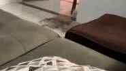 Reprodução// TikTok @phbabos