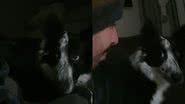 Reprodução/ TikTok @lessie..e..filo