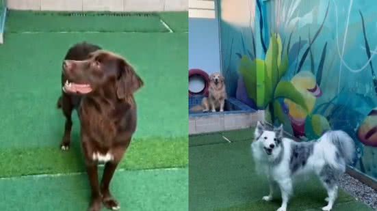 Reprodução/TikTok @piratinhasdaycare