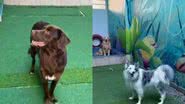 Reprodução/TikTok @piratinhasdaycare