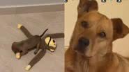 Reprodução/ TikTok @agathaarauujo