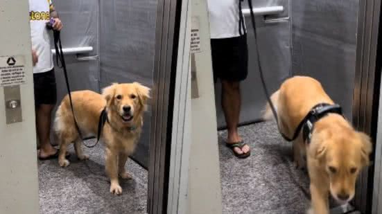 Reprodução// TikTok @brebote.golden