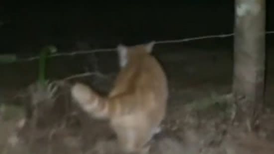 Reprodução// TikTok @tinanaldaine