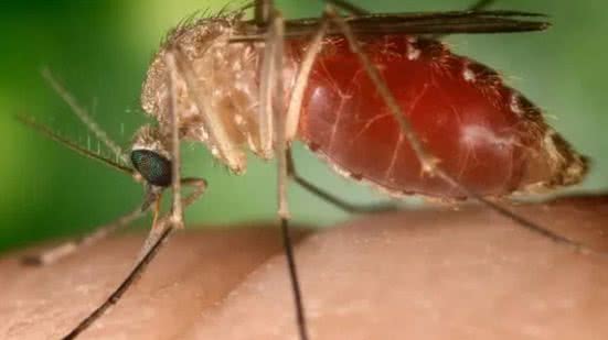 Reprodução/Conselho Federal de Farmácia