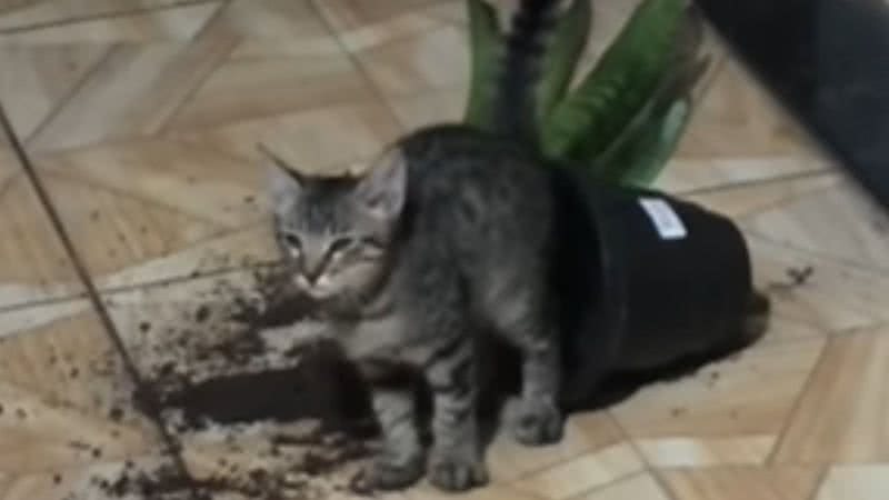 Reprodução / Redes Sociais