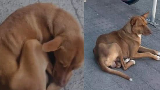 Reprodução / É o Bicho