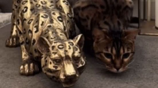 Reprodução / Redes sociais